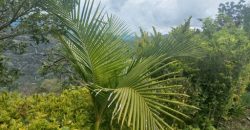 Finca en Venta Buesaco