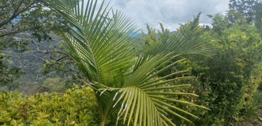 Finca en Venta Buesaco