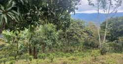 Finca en Venta Buesaco