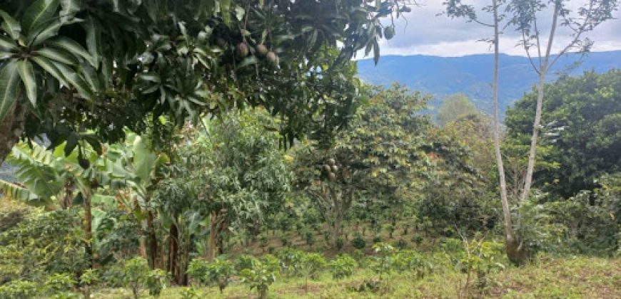 Finca en Venta Buesaco