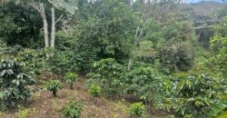 Finca en Venta Buesaco