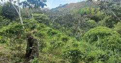 Finca en Venta Buesaco