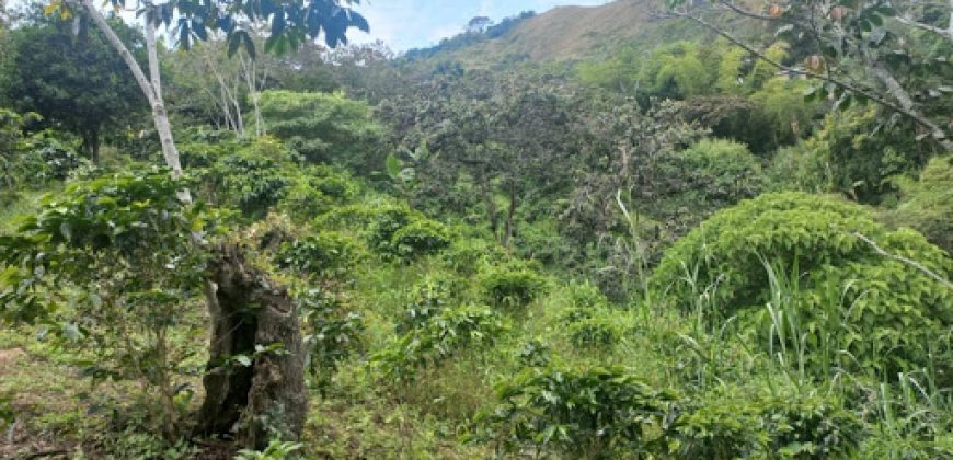 Finca en Venta Buesaco