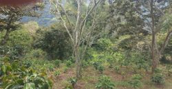 Finca en Venta Buesaco